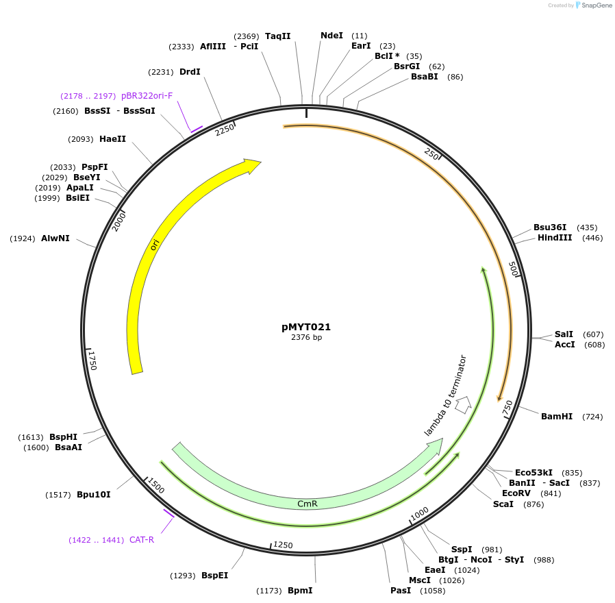 180674-plasmid-map-sequence-id-369807