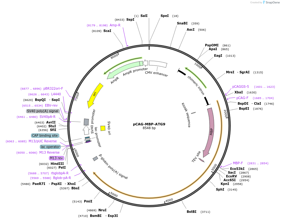 188076-plasmid-map-sequence-id-369808