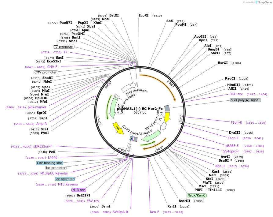 183250-plasmid-map-sequence-id-369821