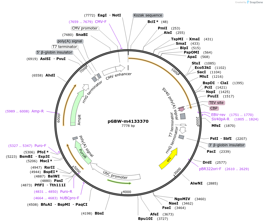 152013-plasmid-map-sequence-id-369834