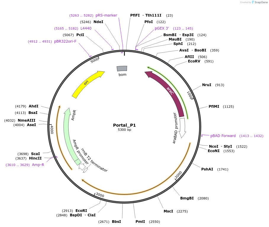 188827-plasmid-map-sequence-id-369835