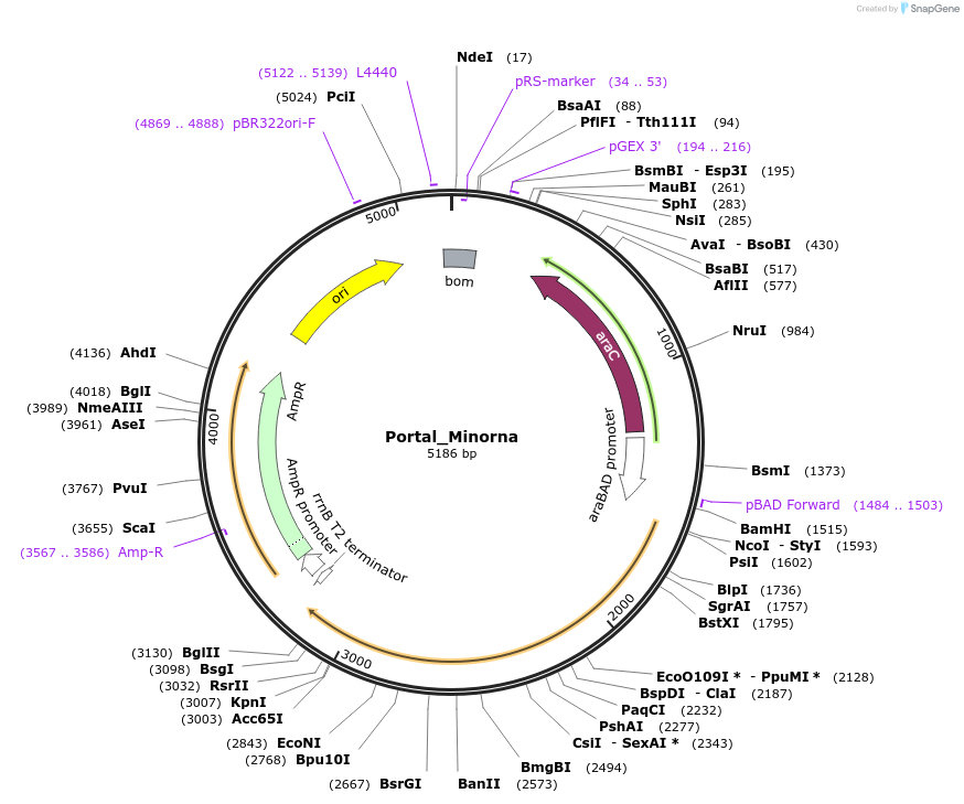 188820-plasmid-map-sequence-id-369838