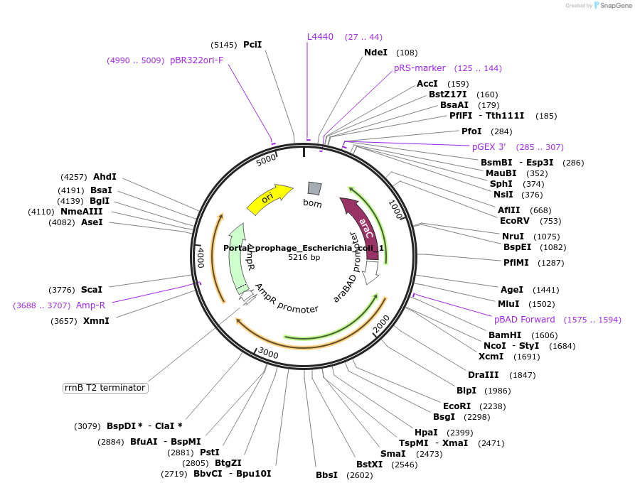 188822-plasmid-map-sequence-id-369841