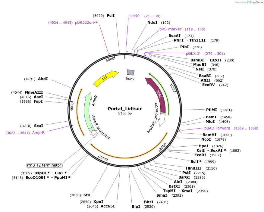 188821-plasmid-map-sequence-id-369845