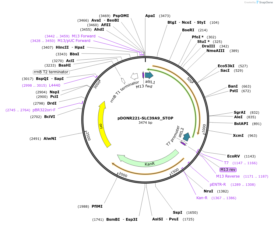 161355-plasmid-map-sequence-id-369846