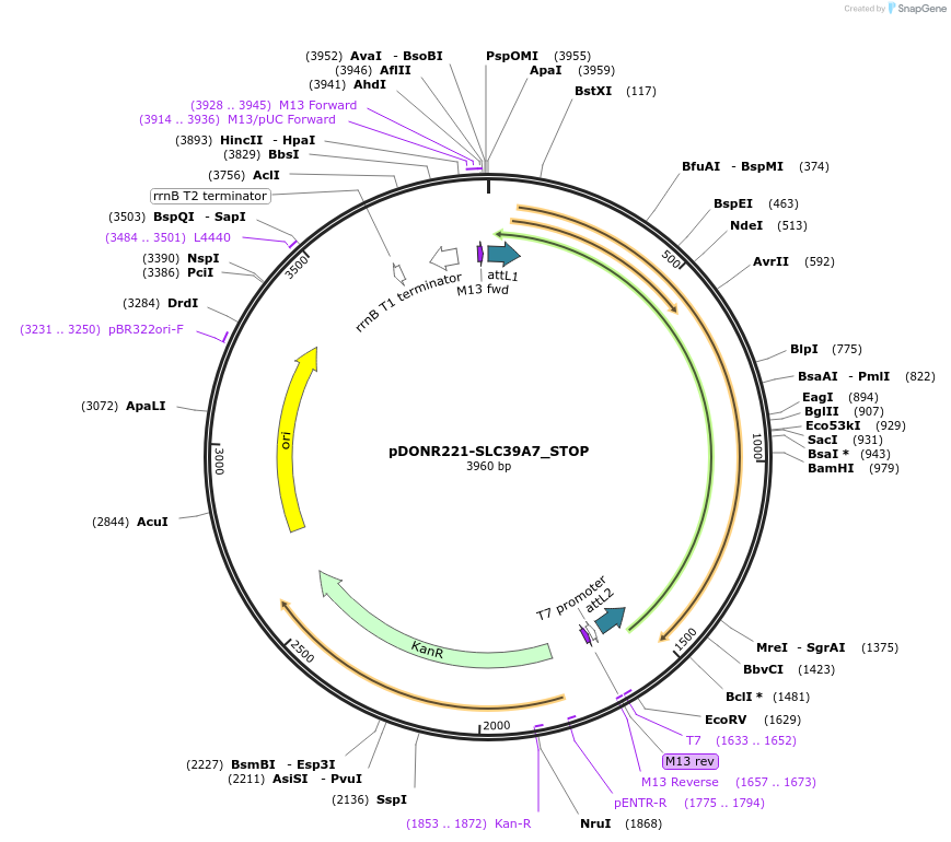161331-plasmid-map-sequence-id-369847
