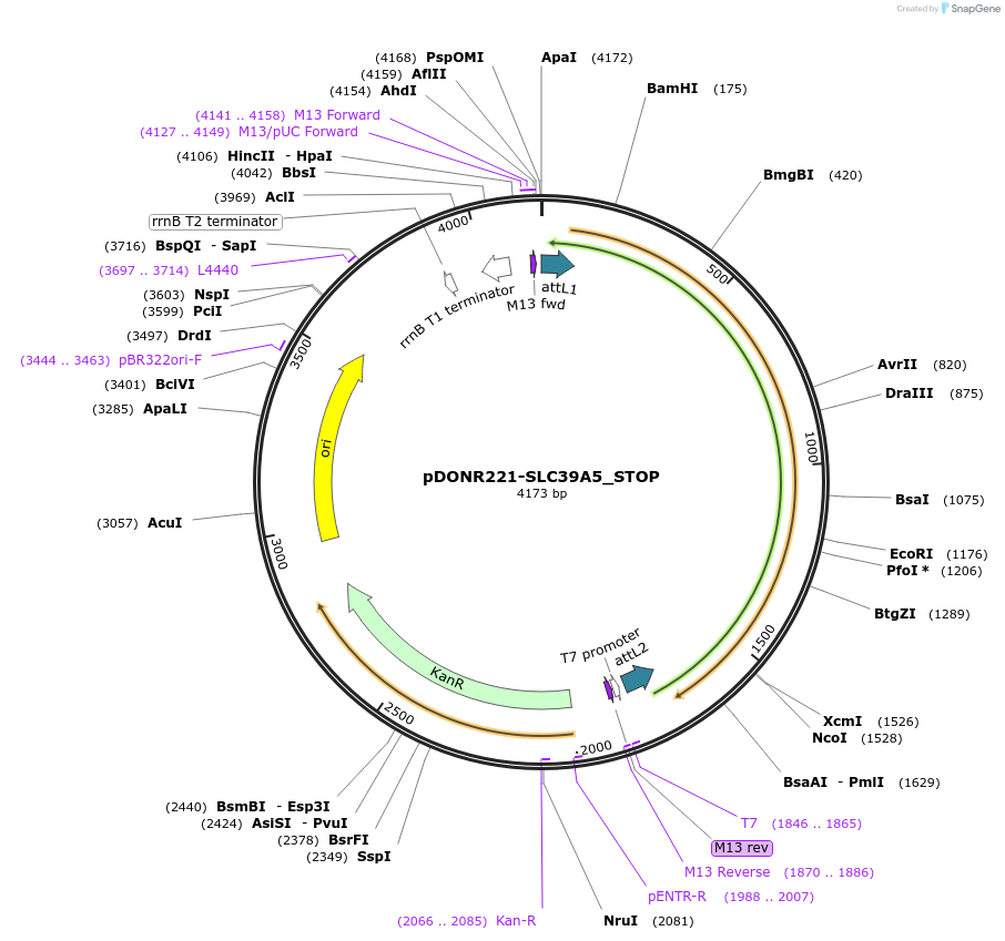 161223-plasmid-map-sequence-id-369850