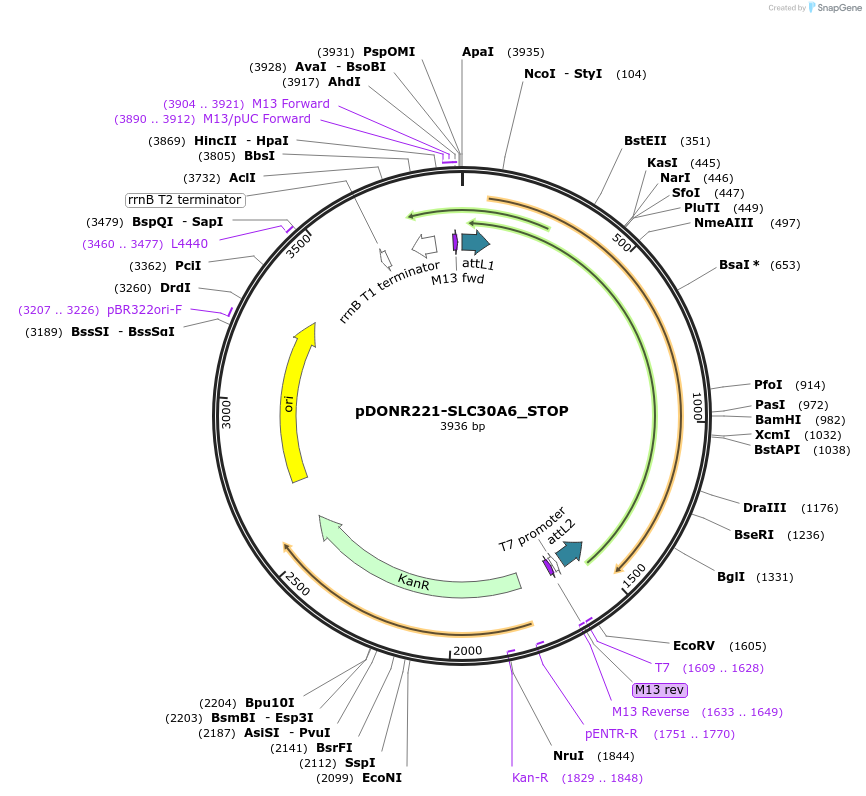 161231-plasmid-map-sequence-id-369853