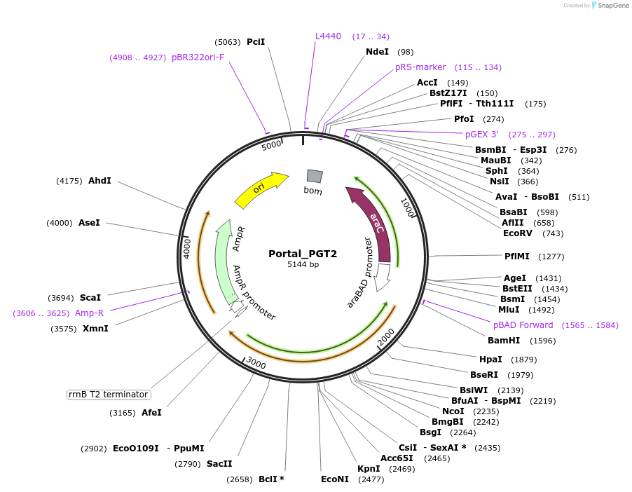 188819-plasmid-map-sequence-id-369854