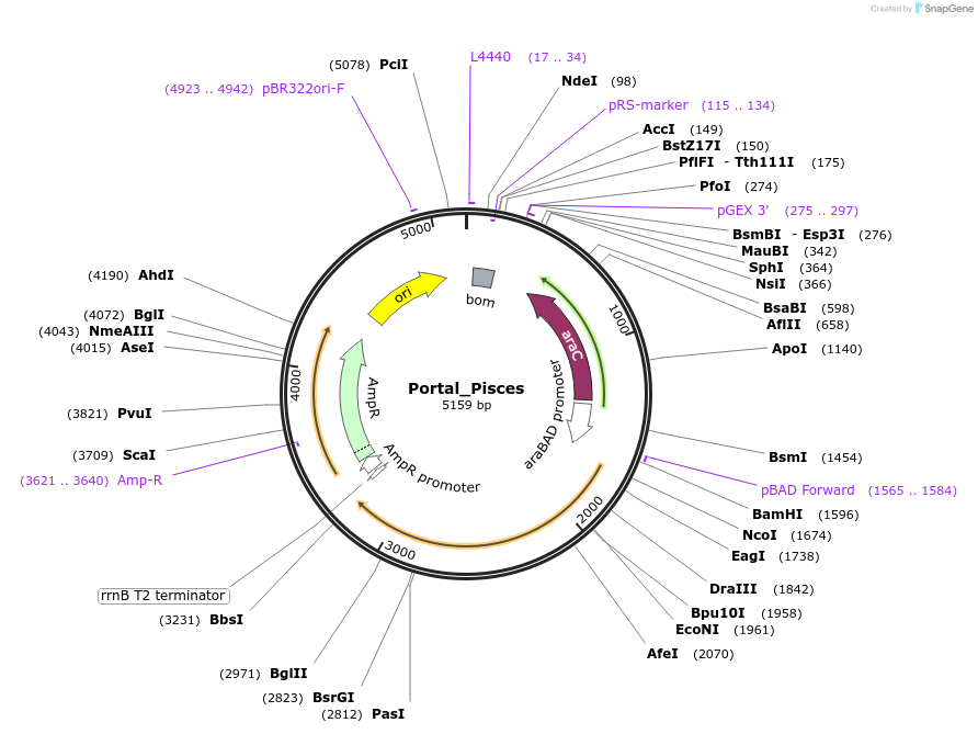 188812-plasmid-map-sequence-id-369855