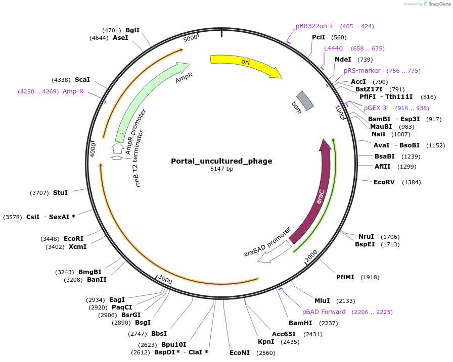 188814-plasmid-map-sequence-id-369857