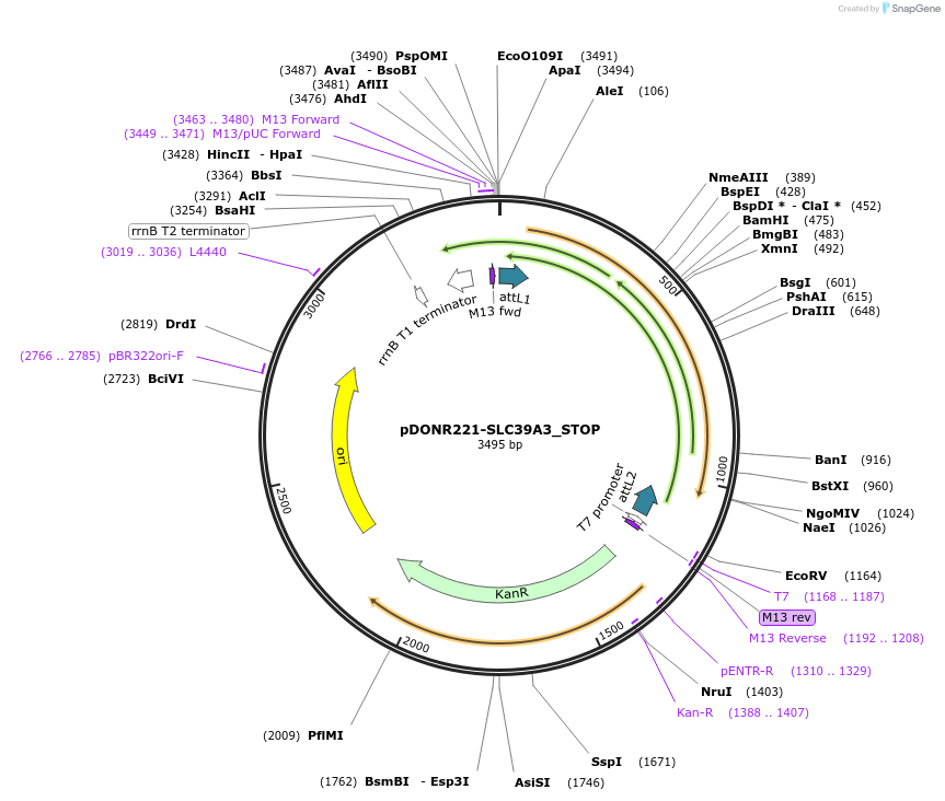 161247-plasmid-map-sequence-id-369858