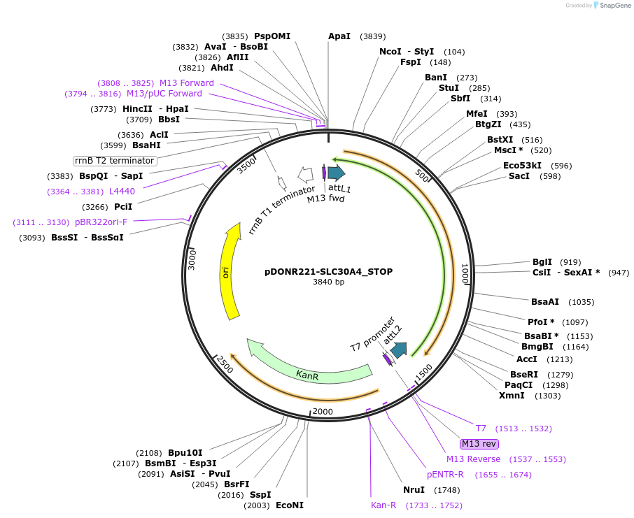 161255-plasmid-map-sequence-id-369860