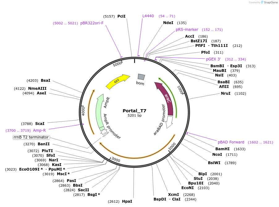 188810-plasmid-map-sequence-id-369862