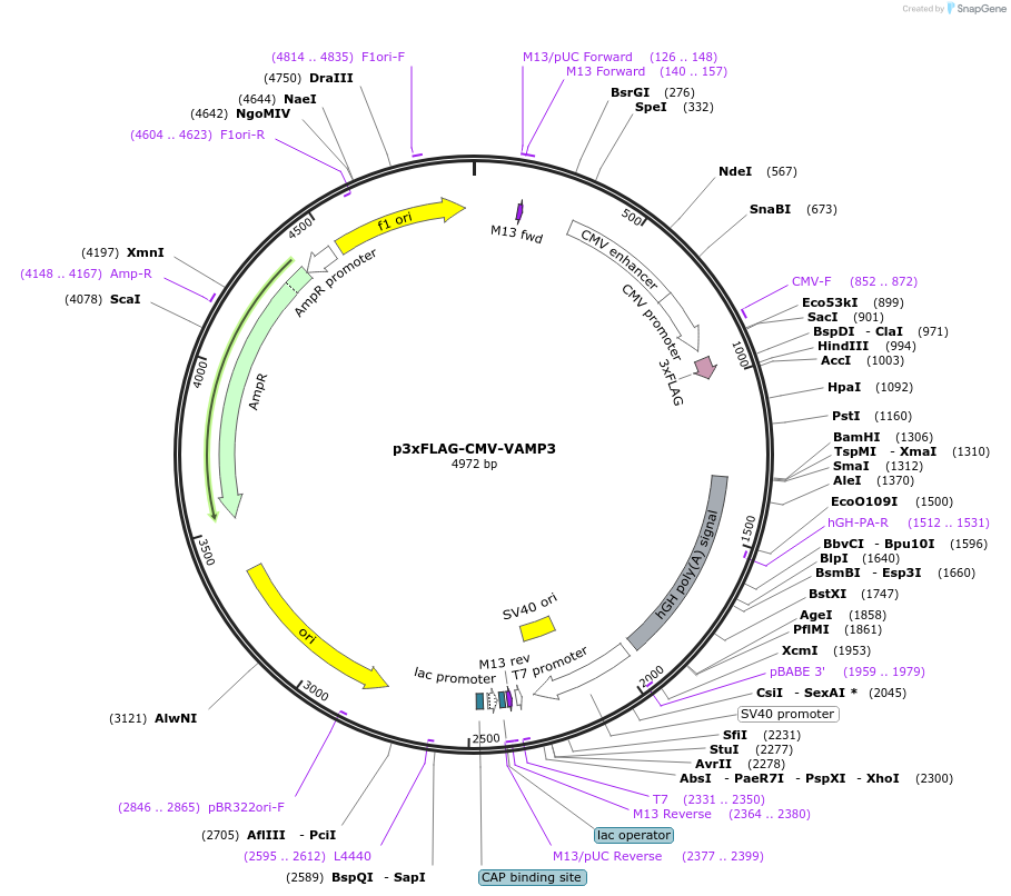 187867-plasmid-map-sequence-id-369863