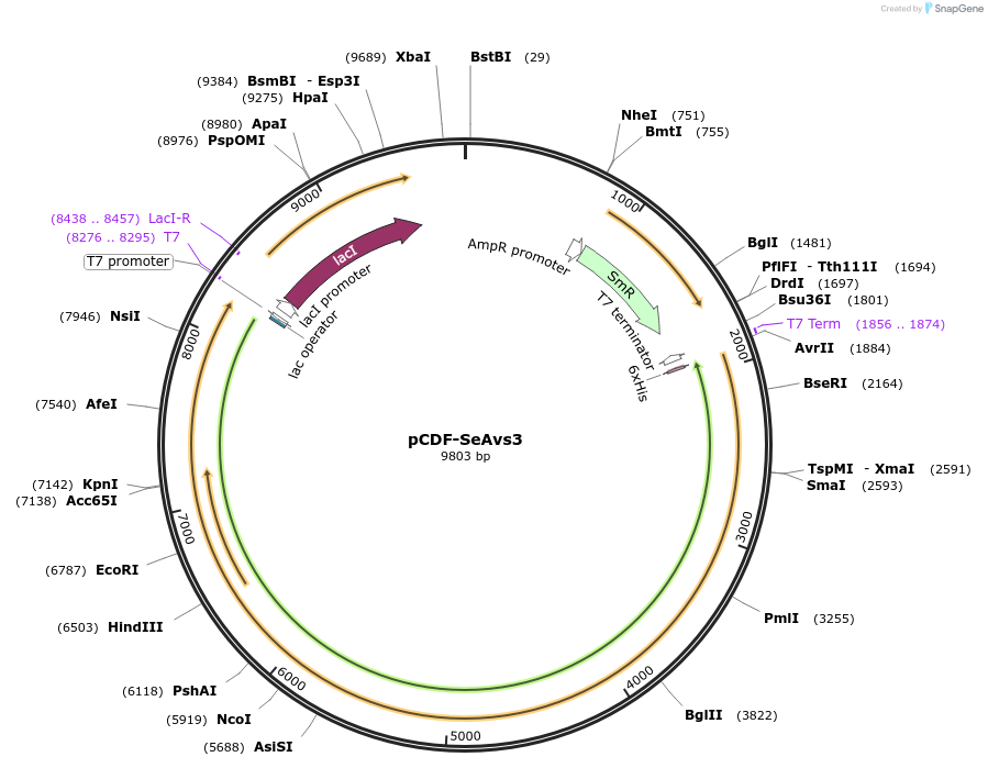 188805-plasmid-map-sequence-id-369865