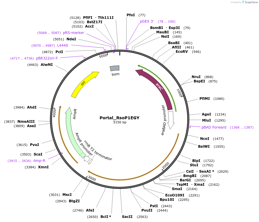 188813-plasmid-map-sequence-id-369866