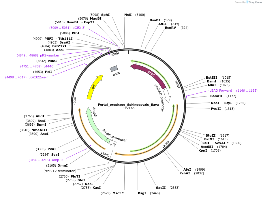 188815-plasmid-map-sequence-id-369868