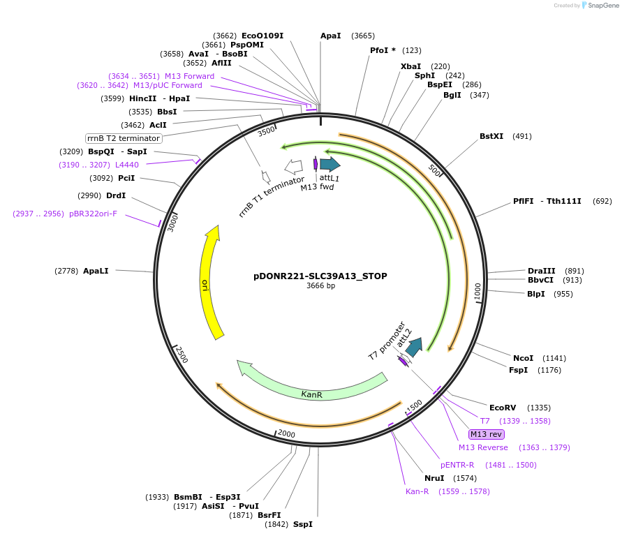 161283-plasmid-map-sequence-id-369869