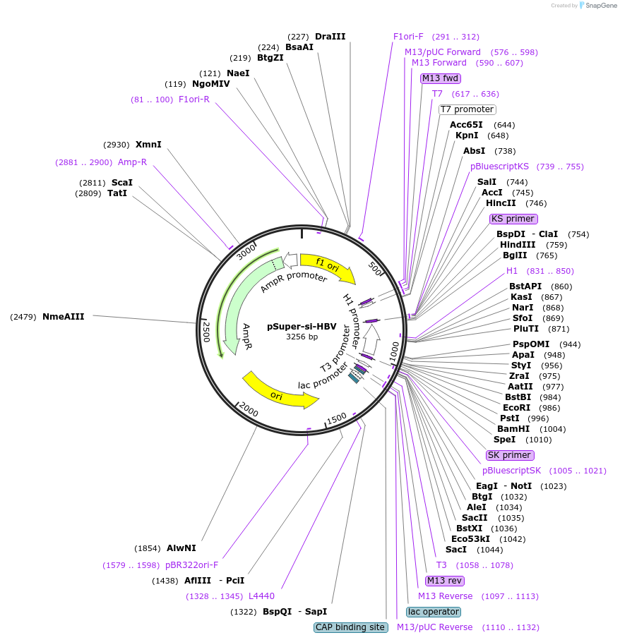 187856-plasmid-map-sequence-id-369872