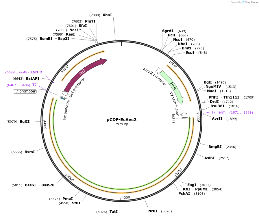 188804-plasmid-map-sequence-id-369873