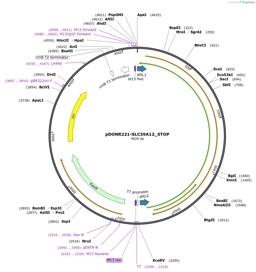 161295-plasmid-map-sequence-id-369874