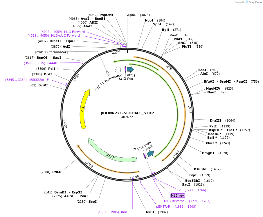 161303-plasmid-map-sequence-id-369875