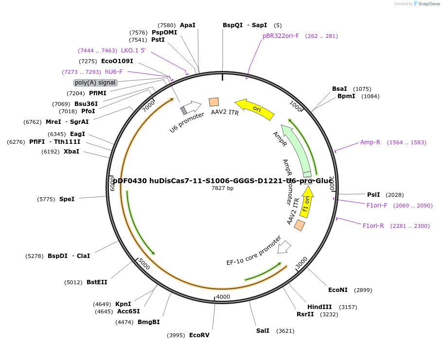 186987-plasmid-map-sequence-id-369877