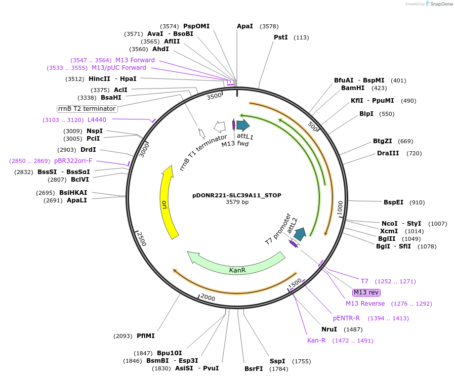 161307-plasmid-map-sequence-id-369878