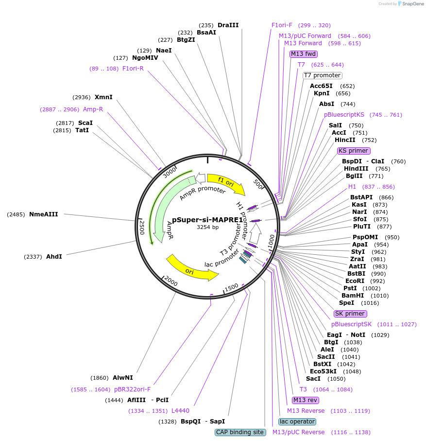 187855-plasmid-map-sequence-id-369879