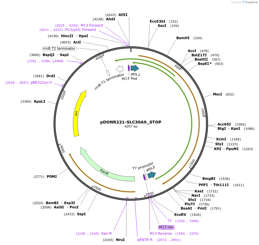 161453-plasmid-map-sequence-id-369880