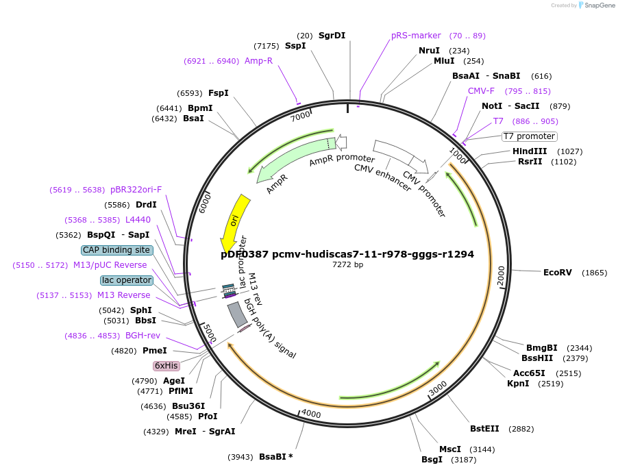 186984-plasmid-map-sequence-id-369890