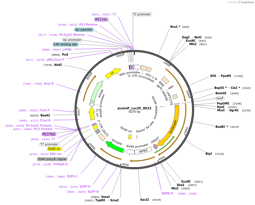 90364-plasmid-map-sequence-id-369895