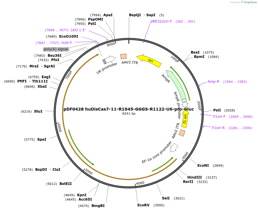 186985-plasmid-map-sequence-id-369999
