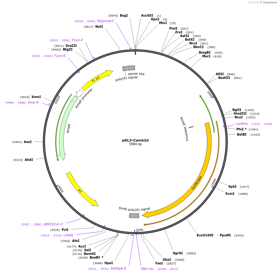 186820-plasmid-map-sequence-id-370026