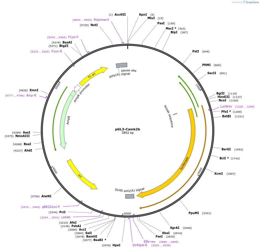 186819-plasmid-map-sequence-id-370027