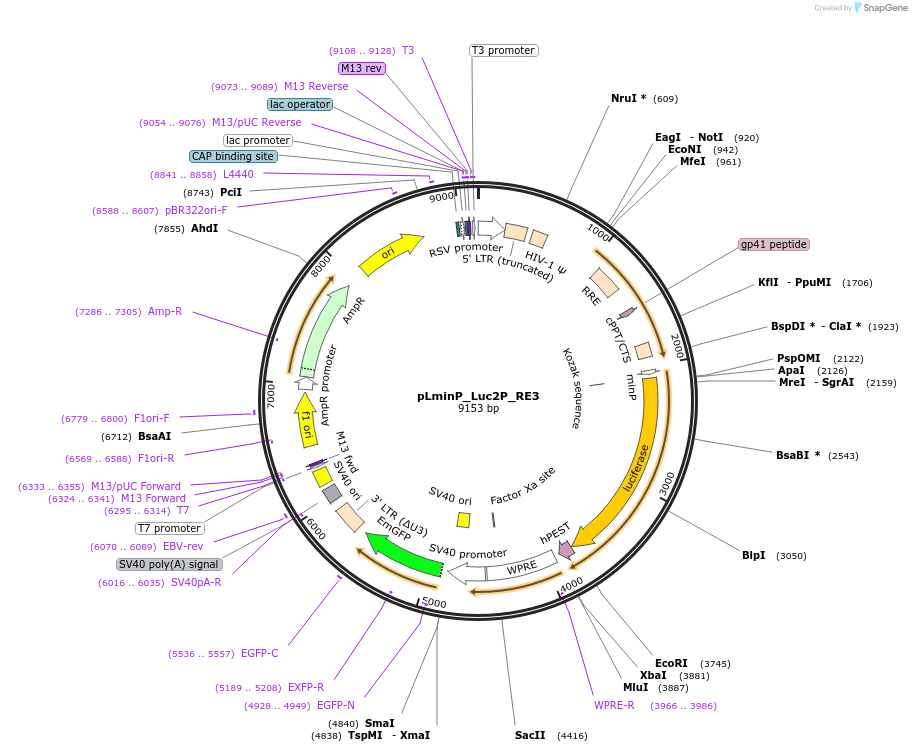 90337-plasmid-map-sequence-id-370028