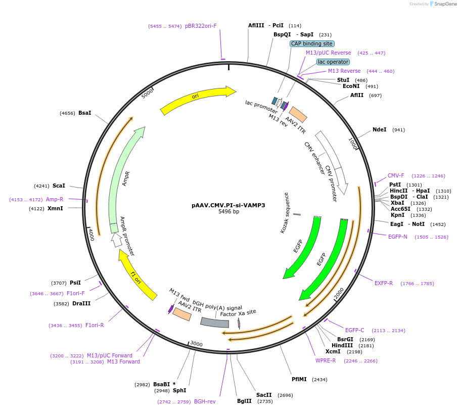 187860-plasmid-map-sequence-id-370036