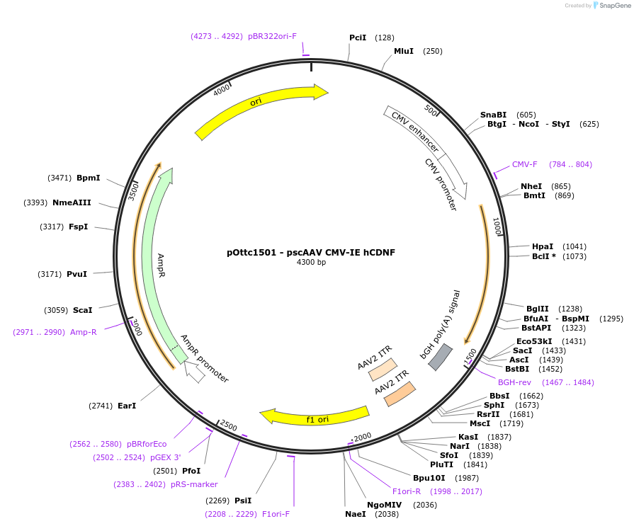 188538-plasmid-map-sequence-id-370038