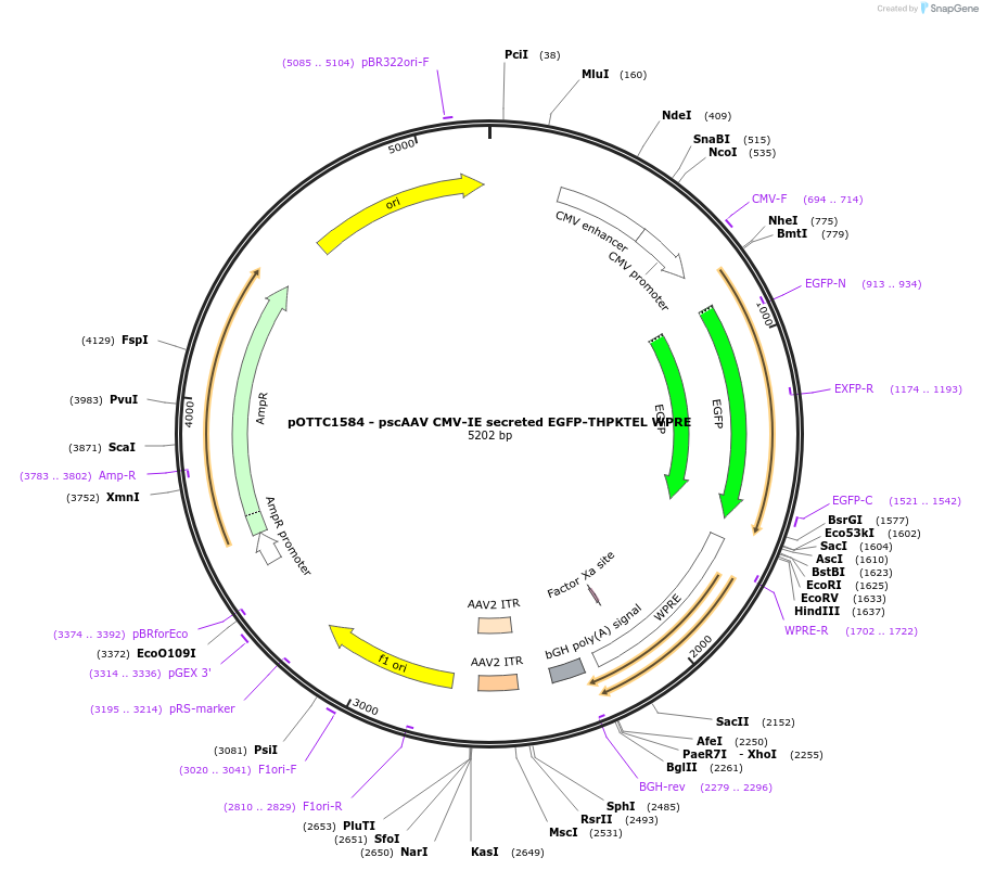 188539-plasmid-map-sequence-id-370039