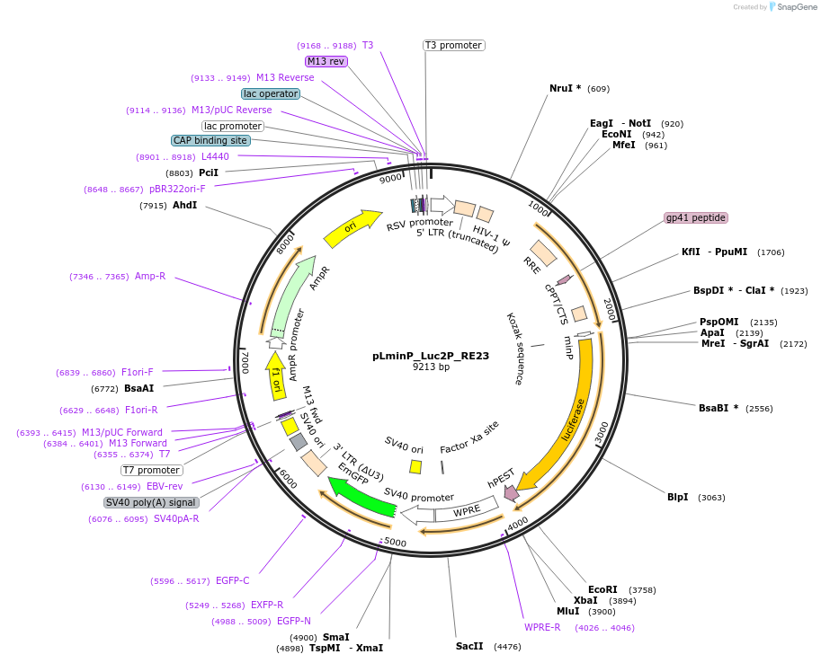 90365-plasmid-map-sequence-id-370043