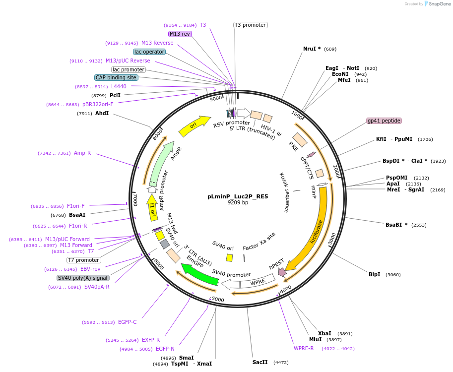 90339-plasmid-map-sequence-id-370044