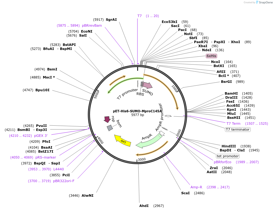 172653-plasmid-map-sequence-id-370049
