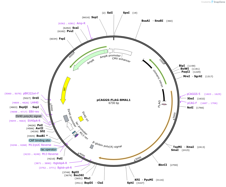 186829-plasmid-map-sequence-id-370052