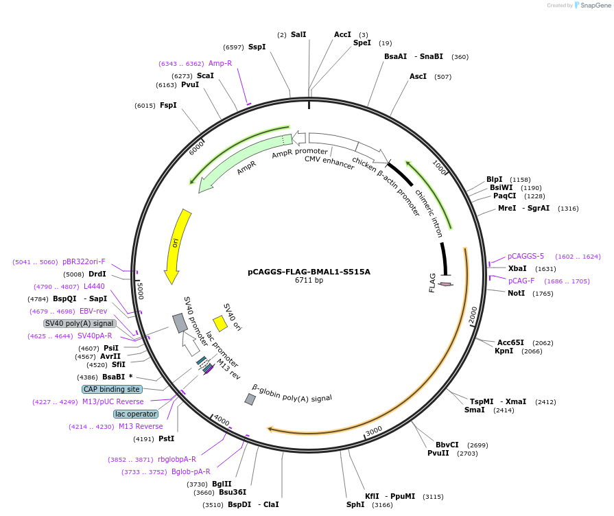 186832-plasmid-map-sequence-id-370054
