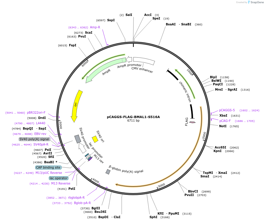 186833-plasmid-map-sequence-id-370056