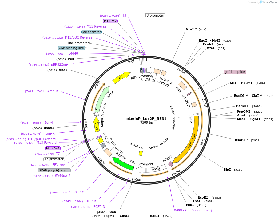 90373-plasmid-map-sequence-id-370081