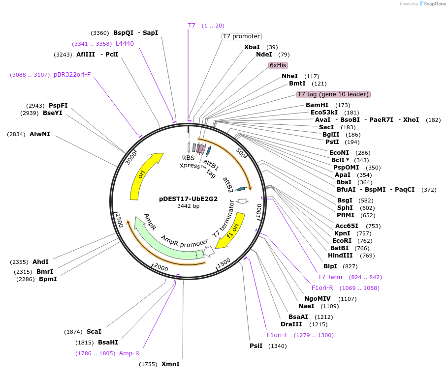15791-plasmid-map-sequence-id-370091