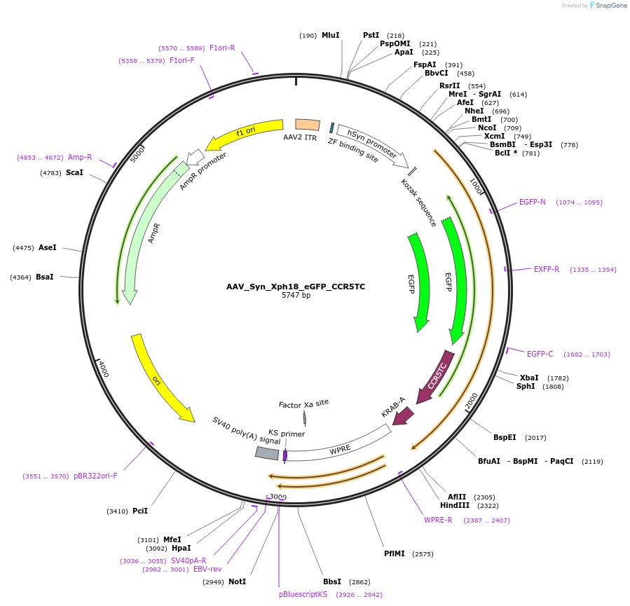 187443-plasmid-map-sequence-id-370109