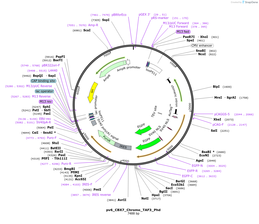 179400-plasmid-map-sequence-id-370116
